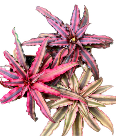 Cryptanthus Assortment